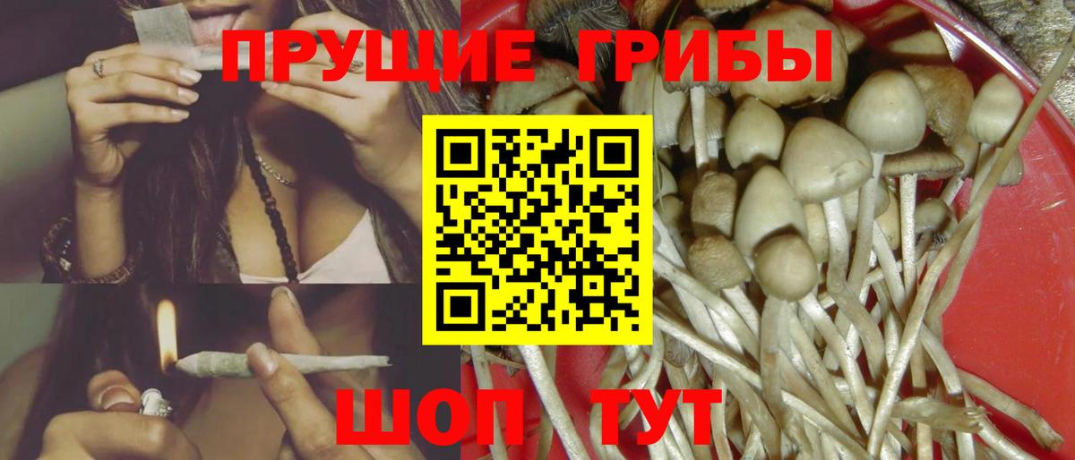 Псилоцибиновые грибы Psilocybine cubensis Хабаровск
